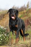 BEAUCERON 355